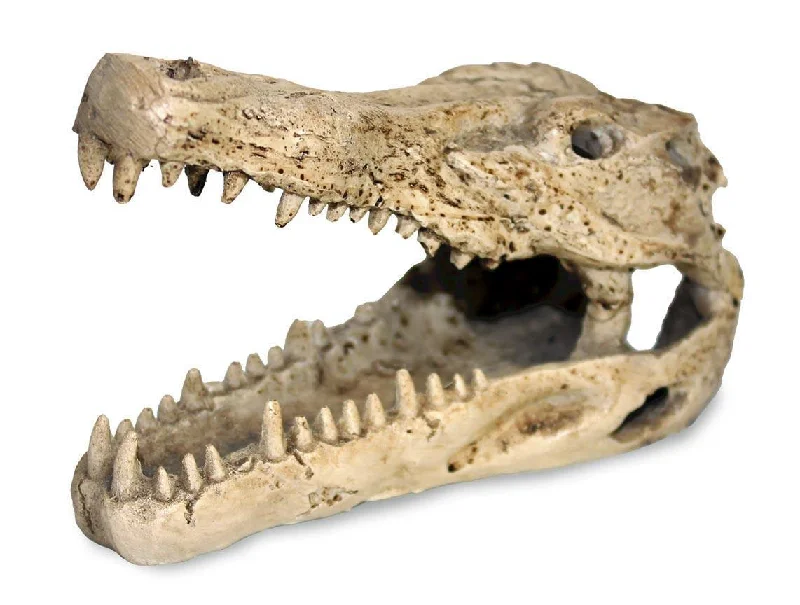 Pangea Crocodile Skull