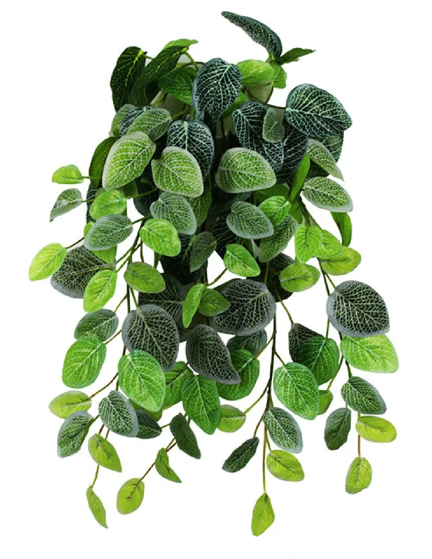 Pangea Hanging Bush - Fittonia 18"